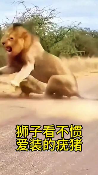狮子看不惯爱装的疣猪,决定出手教训它。保护野生动物,关爱生态环境!#动物世界 #动物世界看人生百态 #保护野生动物 #疣猪 #狮子