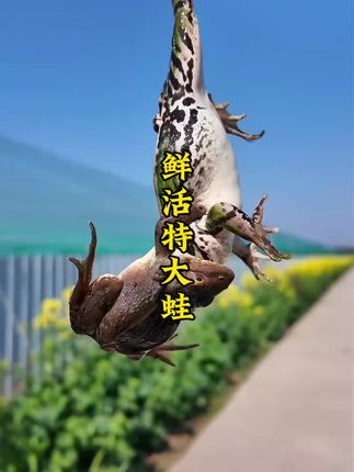 【鲜活特大蛙】青蛙 衡阳鲜活麻拐 生态稻田蛙 非牛蛙 顺丰冷链#原生态美食 #稻田蛙#舌尖上的味道