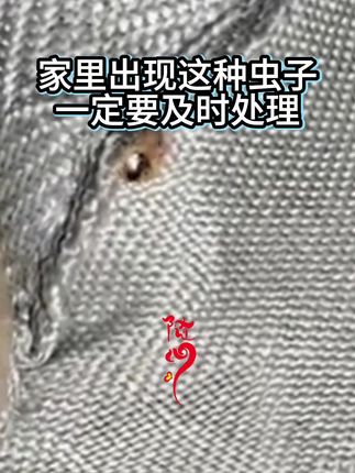 这个虫子咬人特别狠,可以让人整晚不敢睡觉,被咬后起包非常痒,就用这个喷剂定期喷一喷#臭虫 #臭虫药 #床虱#病虫害防治 #好物推荐