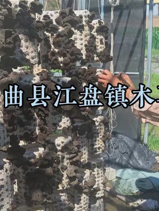 #木耳 #农产品 舟曲县江盘镇头茬春耳上市了!