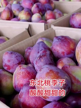 #桃李子 #鸡心李子 #李子熟了 #快来一起尝个鲜