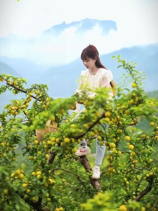 #四川冰糖李 它就是甜到心尖的李子,纯甜无酸,爆甜多汁,吃过一次就会爱上它!#酸甜可口 #味道好极了 #蜂糖李 #李子