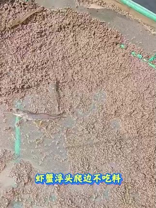 池塘#亚盐超标 用#鱼耀 #硝化细菌 一瓶2-3亩 生物菌转化亚盐不易反复#鱼虾蟹养殖