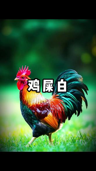 鸡屎白|李时珍认证的“消肿冷兵器”🐓
名字虽粗犷,本事却精细!
《本草纲目》记载鸡屎白“利小便,治转筋”,是古人处理水肿急症的“物理外挂”——取自健康家鸡粪便表层的霜白色结晶,经严格炮制方可入药💎
✨ 它的独特定位:
1️⃣ 峻逐水湿:针对严重水肿、腹胀如鼓的紧急情况
2️⃣ 舒筋缓急:缓解小腿转筋(抽筋)的古法方案
3️⃣ 外用安全:传统用法多为调敷或煎水外洗
🌿 古法应用(遵医嘱):
① 敷脐消水法:炒制研粉调糊敷肚脐,辅助肝硬化腹水调理
② 木瓜鸡矢汤:配木瓜、薏米煮水外泡,缓解痛风急性期关节肿痛
⚠️ 严肃提醒:
▪️ 绝不建议自行采集使用
▪️ 现代临床几乎被更安全药物替代
▪️ 此处仅为古籍知识科普
“在最不起眼处,古人看见了疗愈的星光”
尊重每一种草木生灵的智慧,是对传统最好的传承📜
#冷门本草 #中医古籍 #鸡屎白 #水肿调理 #传统医药文化