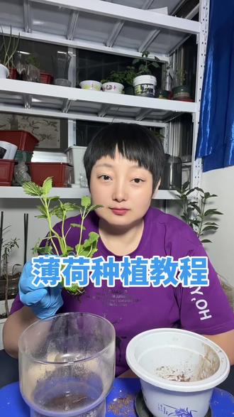 我这个是柠檬香味薄荷,你种的什么味道的薄荷? #薄荷 #盆栽 #种植小技巧 #真实经验分享 #王妃教种植