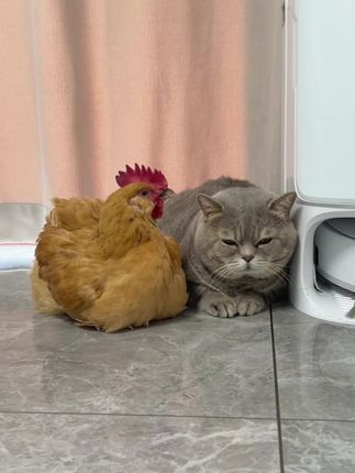 时间从来不语 却见证了成长 #猫咪 #城市养鸡 #这也太萌太可爱了吧 #萌宠出道计划 #铲屎官的快乐