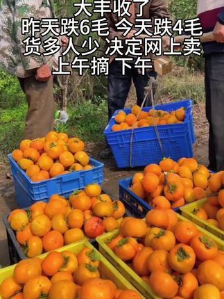山西脆柿 树柿子#口感特别好 #应季水果 #快来一起尝个鲜 清脆甘甜