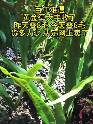 正宗深山小叶黄金草 #黄金草泡水 、煮水 #纯野生 #大自然的馈赠 #产地直发