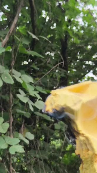 取蜜全过程!留言说说你看法