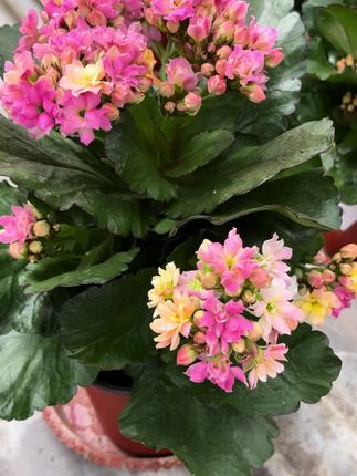 #七彩毛绒 #长寿花 多色花,非常勤花,毛绒质感,仙气十足#家居美学 必备品#花卉基地