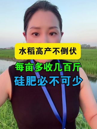 水稻高产不倒伏的秘密就是这个神奇的硅肥!茎杆粗壮防病防虫!专为水稻量身定制的液态硅#农业种植 #服务三农 #关注我每天分享种植知识 #硅肥#水稻