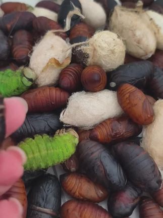 东北柞树蛹#家乡特产 #优质农产品 #水煮油炸干煸爆炒