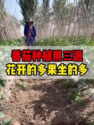 番茄种植喷三遍,花开的多果坐的多。#三农种植 #花之蜂促花授粉高产套餐#番茄种植#西红柿种植