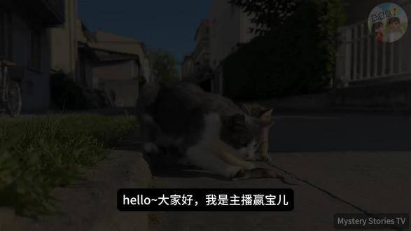 猫科动物反差天花板!老虎和猫真是亲戚吗?