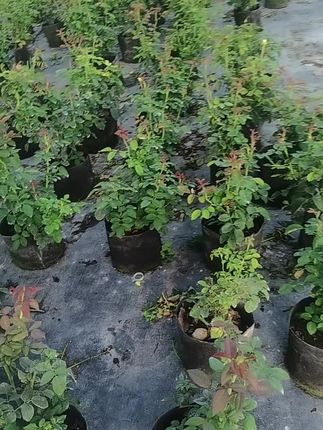 阳台也能四季花开!多色月季轻松养活新手必备 想让家里一年四季鲜花盛开?这种植物就能做到!#阳台种植#花卉绿植#爱生活爱养花#养花小知识#花卉盆栽