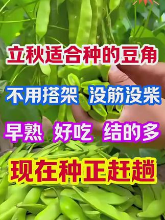 马上入伏了,改种#晚豆角 了#我的小菜园 #关注我一起学种菜 #种植的乐趣