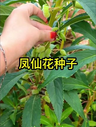 凤仙花种子四季播指甲花种子重瓣凤仙花籽阳台喷子家庭小院花种#凤仙花种子 #家庭种植 #花卉绿植