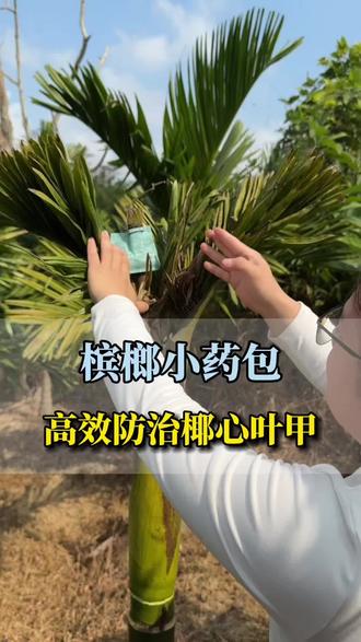 现在雨水天气,就可以挂这个小药包,长效去防虫。 #榔友 #榔友农资 #三农 #槟榔种植技术 #小药包
