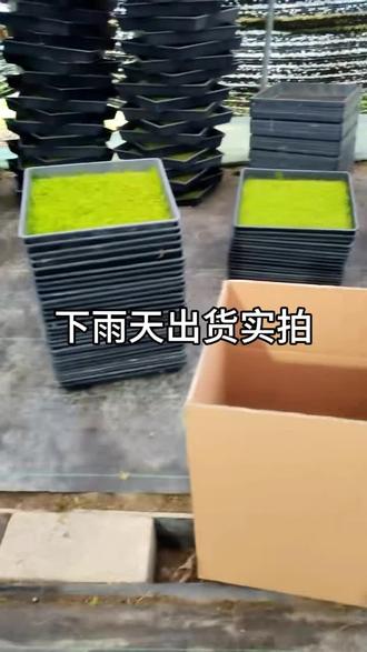 这两天张家界基地这边下大雨,甚至暴雨级别,给打包出货带来挑战。从春节以后三四月份,湖南就是雨水不断,下出了梅雨季节的节奏,导致所有地表含水量高,现在随便下点雨就是直接流到湖泊河流里,基本上提前进入汛期,别再下了,再下真的要淹了😓。#苔藓基地#苔藓#苔藓景观#苔藓种植#苔藓怎么养