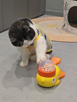 太蠢了学不会怎么办?#猫猫的铲屎官