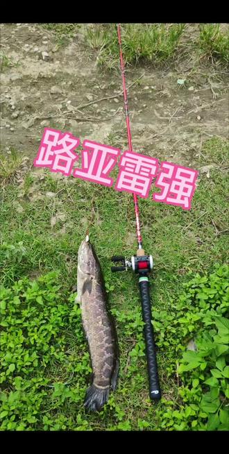 佛山路亚雷强大老黑#黑鱼