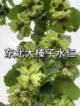 好吃大榛子 颗颗粒大饱满,脆嫩清甜,超级新鲜巨好吃!营养价值高,小孕妇和自律期姐妹吃超棒!#优质农产品#新鲜应季水果 #新鲜榛子#榛子