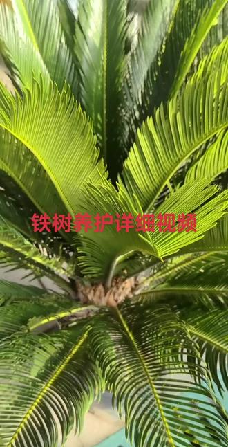 铁树(苏铁)#盆栽铁树 #锦帆花卉