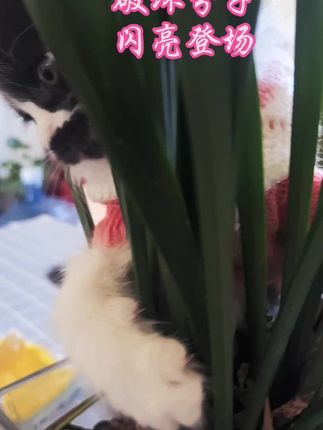 #淘气猫 #萌宠萌宠萌宠宠 #可怜的花花