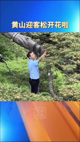 千年迎客松,罕见开花,黄山绝美春景刷屏全网,游客争相打卡。 近日,安徽黄山标志性迎客松迎来盛花期,枝头缀满金黄松花,苍劲青松搭配烂漫繁花,云海缭绕间仙气十足,难得一见的绝美景观迅速走红网络。#黄山迎客松 #迎客松开花 #黄山 #春日美景 #祖国大好河山