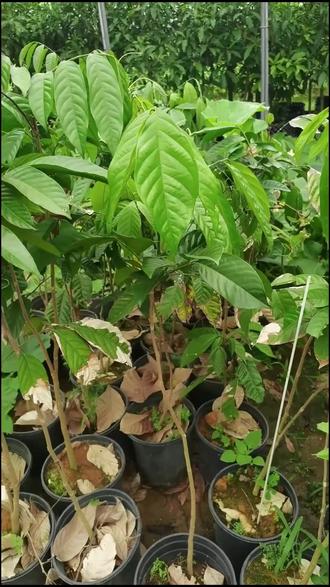 阳台庭院种这个!新奇泰国绿植带盆发
