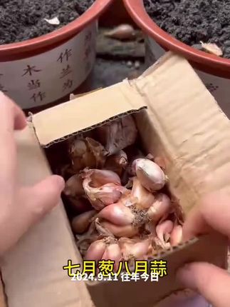 #红葱头种子#小香葱种子#在家种菜 #三农 #口感非常好