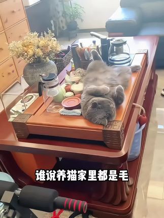 换毛季到了,不想家里猫毛满天飞的,可以试试这款磷虾鱼油片#萌宠好物 #科学养宠攻略 #养猫用品推荐