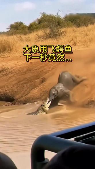 注意看一只鳄鱼咬住小象尾巴!下一秒被小象妈甩飞到了…#小鳄鱼 #整活 #野生动物 #创作者扶持计划 #凭祥