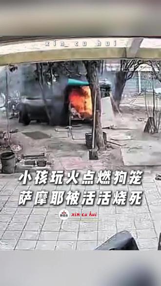 小孩玩火点燃狗笼,萨摩耶被活活烧死 家长愿意赔偿6000元“私了”,主人养了7年不接受私了#新促会 #萨摩耶 #纵火