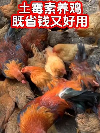 #养鸡的技术和方法 #养殖小知识 #三农养鸡