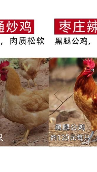 (非遗菜品)黑腿香枣庄辣子鸡 13年老店 价值100多的散养公鸡制作#非遗美食 #枣庄辣子鸡 #散养公鸡 #特色菜品 #美食推荐
