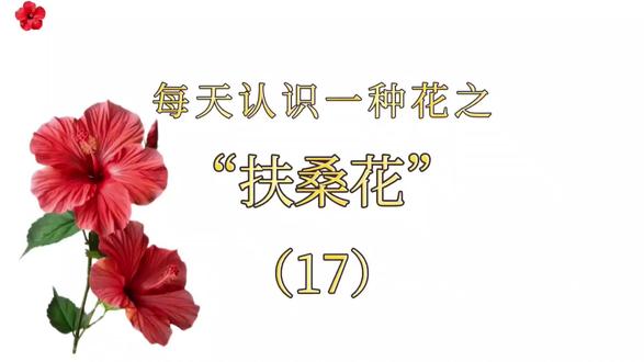 扶桑花是个“阳光迷”,越晒花越旺#花语#扶桑花#情感共鸣#每日一花#植物科普
花卉日记|每日一花——扶桑花
今天轮到“热带美人”扶桑花登场啦~
🌺扶桑花小档案🌺
学名:Hibiscus rosa - sinensis L.
别名:朱槿、大红花、状元红、佛桑
科属:锦葵科木槿属
花色:红、粉、黄、橙等(还有重瓣“牡丹扶桑”!)
花期:几乎全年开花,夏秋季开得最热闹
☀️生长习性☀️
扶桑花是个“阳光迷”,越晒花越旺,每天得给足6小时光照才开心~ 喜欢温暖湿润的环境,土壤要疏松肥沃、排水好的微酸性土(板结会烂根哦)。怕冷星人本星,冬季气温低于5℃就得搬进屋,不然叶子容易冻伤。
🏡生活中的扶桑花🏡
“焰焰烧空红佛桑”,这花是真·颜值担当!花朵又大又艳,单瓣的像小喇叭似的往外敞,重瓣的层层叠叠像小牡丹,开在枝头超惹眼。南方庭院常种它当绿篱,北方盆栽放阳台,开花时一丛丛的,拍照巨出片~
而且它还是“国际花”呢——夏威夷的州花、马来西亚的国花,走到哪儿都受待见。剪几朵插瓶里,不用特意养护也能开两三天,家里瞬间添了热带风情~