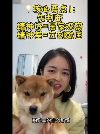 小柴拉稀憋到门口!懂事到破防,两天居家治好✅
凌晨3点被柴犬刨被!以为它想玩,结果早上看到门口脚垫上的稀便,直接破防了…
这小笨蛋从来没乱拉过,大半夜憋到不行也只选脚垫,没弄脏家里半分!刚开始盲目喂了止泻药,以为好了,结果半夜又拉,连夜查资料才发现——前一天喂的外卖鸡肉有问题,肠道发炎了!
立刻调整方案:禁食8小时+针管补水防脱水,妈咪爱益生菌+阿莫西林消炎(按体重算药量!),再给它做苹果小米泥护肠胃,没事就捂热手掌揉肚子…
两天!从蔫蔫趴地到活泼跑跳,拉出健康便便的那一刻,悬着的心终于放下了!
养宠人记住:狗狗拉稀先看精神,找对病因比瞎止泻重要!这份居家治愈攻略,建议码住,希望所有毛孩子都健健康康~❤️
#柴犬 #狗狗拉稀 #养宠干货 #铲屎官的日常 #居家治疗狗狗