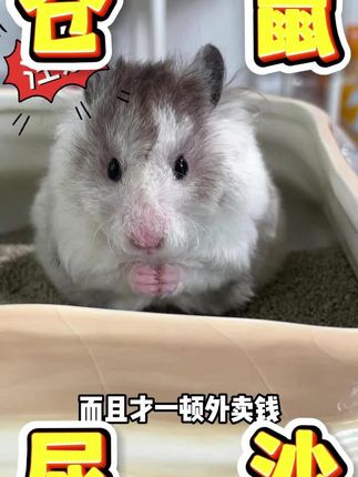这款不仅能洗澡还能上厕所的尿砂!#仓鼠 #养鼠日常分享 #金丝熊 #萌宠出道计划 #尿砂浴沙二合一