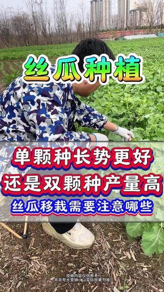 丝瓜移栽,到底是单颗栽长势更好,还是双颗一起种产量高呢? #丝瓜种植 #种丝瓜 #丝瓜种植技术 #丝瓜高产#丝瓜增产#增产增收才是硬道理 #土壤活化剂#底肥 #底肥宝