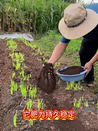 #种菜小技巧 #家庭种植 #蔬菜施肥#羊粪有机肥#施肥