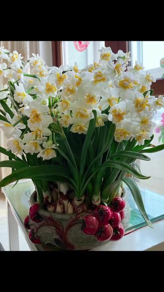 正宗漳州水仙花种球水培冬季重瓣花卉室内盆栽水养植物球根年宵花#漳州水仙花 #水培种球 #冬季花卉 #室内盆栽 #年宵花