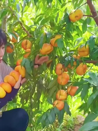 #盘桃#香甜多汁的黄金蟠桃来啦,只需扭一扭就可开吃啦,传说王母蟠桃园中,三千年一开花,三千年一结果,九千年方得成熟的仙果,如今化作你掌心的甜蜜奇迹。蟠桃