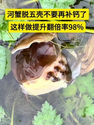 河蟹脱5壳是关键的最后一壳了,这样做提升翻倍率98%#大闸蟹养殖#三农水产养殖#精品蟹养殖