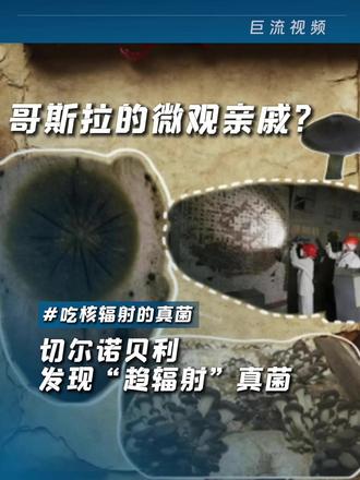 切尔诺贝利的“核辐射”真菌 #切尔诺贝利 #菌菇