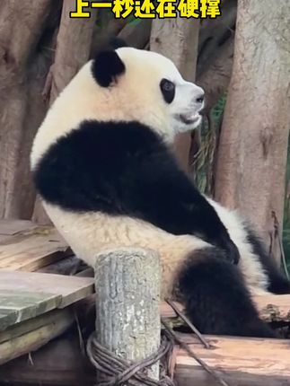 众所周知熊猫宝宝很容易犯困,说睡就睡 #大熊猫奇三妹 #来这吸熊猫 #国宝不愧是国宝 #也太可爱了吧 #不止我一个想rua大熊猫