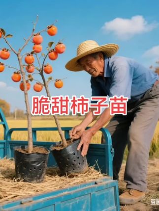 #脆甜柿子苗