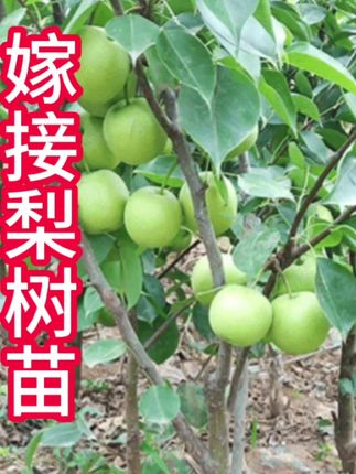 #上热门 梨树果苗嫁接苗翠冠梨树丰水梨子树苖地栽当年结果梨树苗果树果苗#果树苗
