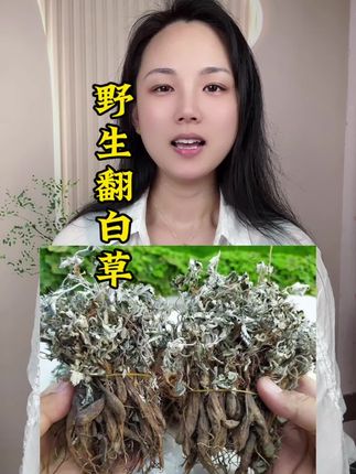 #翻白草 #野生翻白草