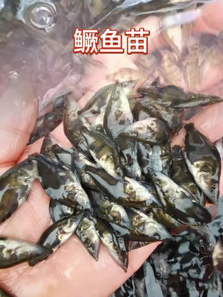 鳜鱼又叫桂花鳜鱼,淡水鱼中的极品,鱼塘水库都能养 #鳜鱼 #路亚 #鱼苗 #三农 #农村生活